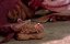   / Dragonworld - 