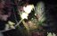  .   / Deadstream - 