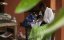    / Chimpschool - 