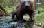   / Wild Wolverine -  