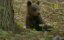 ����������� �������� / The Return of the Bears - �������