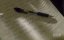      / Blood on Her Badge - 
