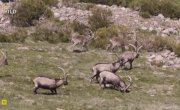 ������ - ������ ��� / Gredos - King of the Mountains - �����