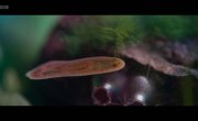 �������� / Evolution - 1 �����, 4 �����