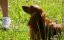 �����, ������� �� �������� / Tady hlídáme my / Watchdogs - �����-�������