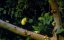 ����������� ��� / Tropical Rainforest - �����