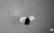 ������� ������ ������� / Nature's Hidden Miracles - 1 �����, 2 ����� "Insects as Super Adapters"