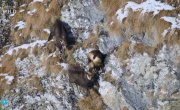 Дикая природа Карпат / Into the Carpathian Wild - 1 сезон, 4 серия "Зима"