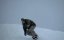 ������������ ������� / Snowboarder - �����