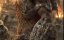 Predator - 