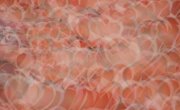�������� ���������� / Otome Kaijuu Carameliser - 1 �����, 9 �����