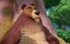 ������ � �����. ����� ����������� / Adventures of Akira and Mowgli - 1 �����, 20 �����