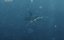 ��������� ���������� ����� / 5 Headed Shark Attack - �����