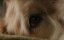   / A Dog's Purpose - 