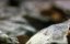 :    / Romasanta - 