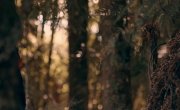   / In the Fire of War - 