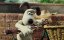 ������ � ������: ���� � ����������� ������� / Wallace and Gromit in 'A Matter of Loaf and Death' - �����