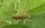 ���������, ��� ������������� ��� / Insects, The World of Millimeters - ������� �����