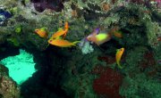 ����������� ��������� ������ / Africa's UnderWater Wonders - 1 �����, 5 �����