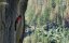 ��������� ������ � �������� / ���-���� / Free Solo - ������� �������