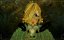    / Gretel & Hanzel - 