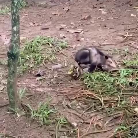 ������