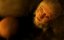     / The Cat with Hands - 