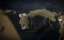  / Night of the Lamb - 