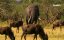 :   / Elephants. Changing Lives -  