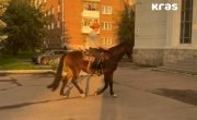 ��� � ��������� ������ ���������� �� ������������� ��������