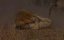  :    / Cat Wars: Lion vs. Cheetah - 