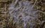 ������� ������: ������� ����� / Fungi: The Web of Life - �������