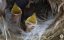 ������ �������� / Hunters of the Forest - �����