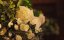   /    / The Engagement Dress - 