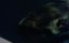 �������� ������� / Cruel Jaws / Jaws 5 - �����