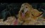 ��� �� ���� / ����� ���� ������ / Meongmongi / My Heart Puppy - ������� �����-�������