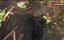  :   / Elephant Shrew - Spirit of the Forest - 