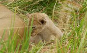      / Big Cats 24/7 - 2 , 5 