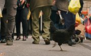 �������. ��� � ���� / Kota / Hen - �����