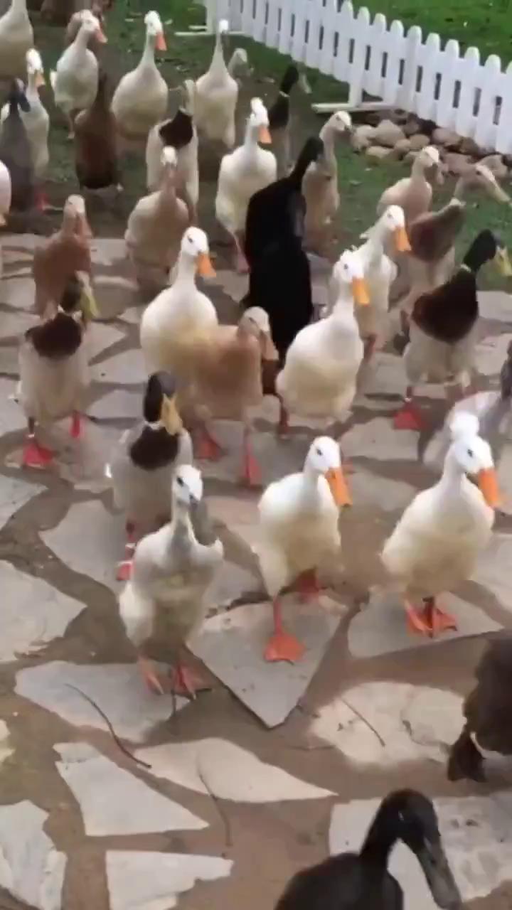 ������