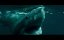  /  / The Requin - 