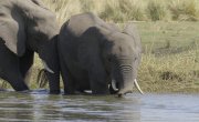 ������� ����� ������ / Great Parks of Africa - 2 �����, 4 �����