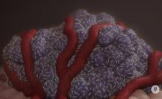 ������� ������ ������� / Nature's Hidden Miracles - 1 �����, 3 ����� "Microorganisms_The Invisible Ruler"