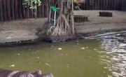 ��� ������� �������� �� ��������...