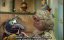 ������-��� / The Muppet Show - 1 �����, 2 �����