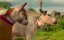     / Lovely Little Farm - 1 , 4 