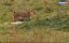    / Peur sur la Savane / Fear on the Savannah - 
