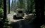 � ���� / In The Forest - �����