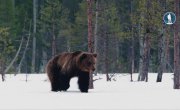 Wild Mothers - �����