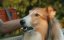 �����. �������� �������� / Lassie � Ein neues Abenteuer / Lassie - A New Adventure - ������� �����
